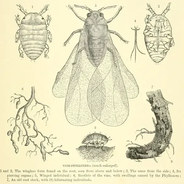 Inline image